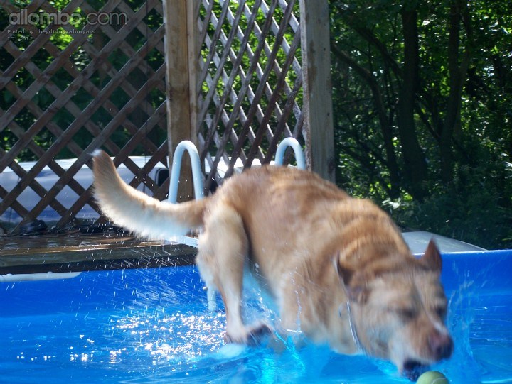 My Buddy making a splash