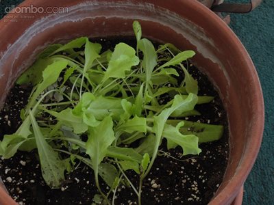 My leaf lettuce's from seed are growing outside my door, handy so I can jus...