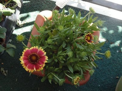 This plant I bought - I liked the colours - It is a Gaillardia flower, It i...