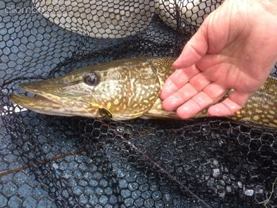 Northern Pike...my hand for scale.  It's usually a banana or something thou...