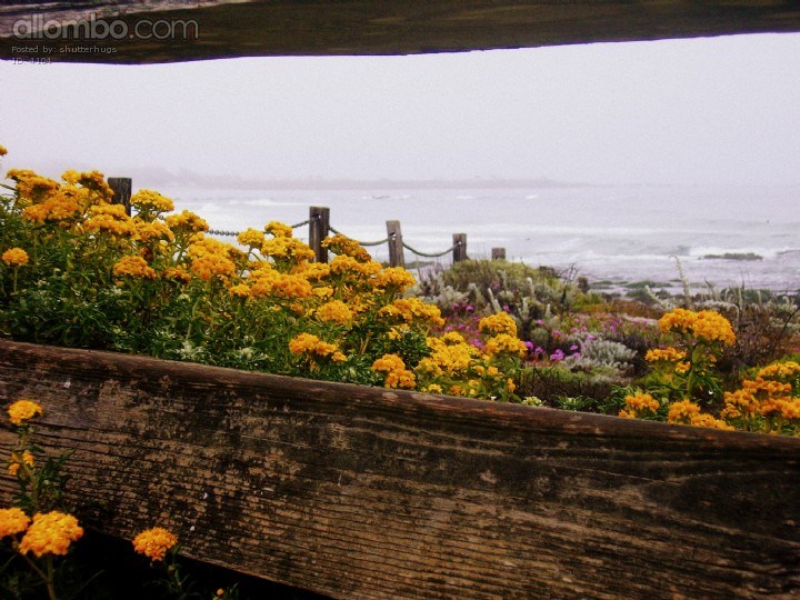 You can't fence in a wildflower