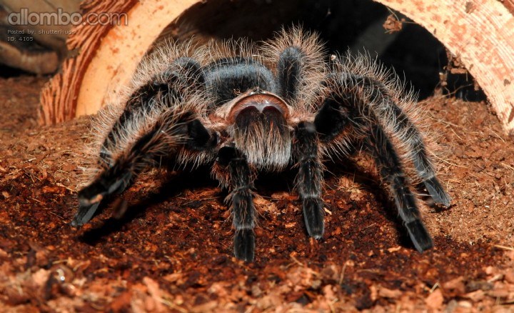 Meet Lenny.  One of my Pet T's.  Lenny is named after Lenny Brisco from Law & Order.  He just loves to show off.