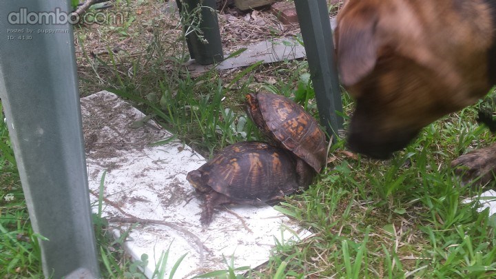 Poor Tigger has no idea what was going on here....LOL!