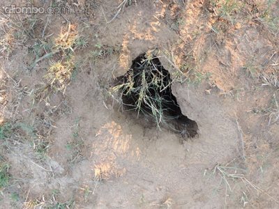 A "Meerkat" hole ... what was interesting is that it's nearly in the shape ...