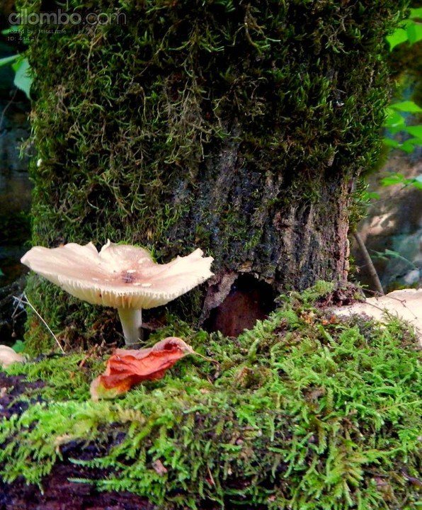 I found a Fairy house