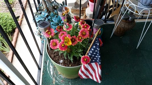 I re-potted my Gaillardia flower plant into a bigger pot on my porch and de...
