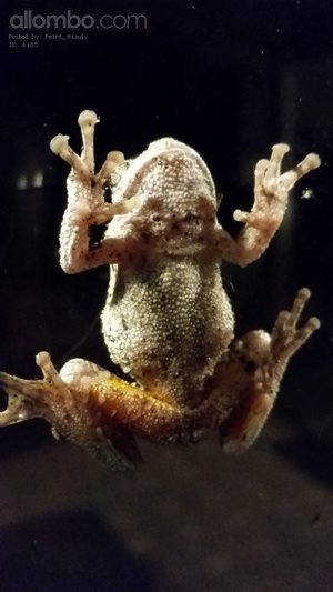 This little fella was hanging out on my kitchen window last night.