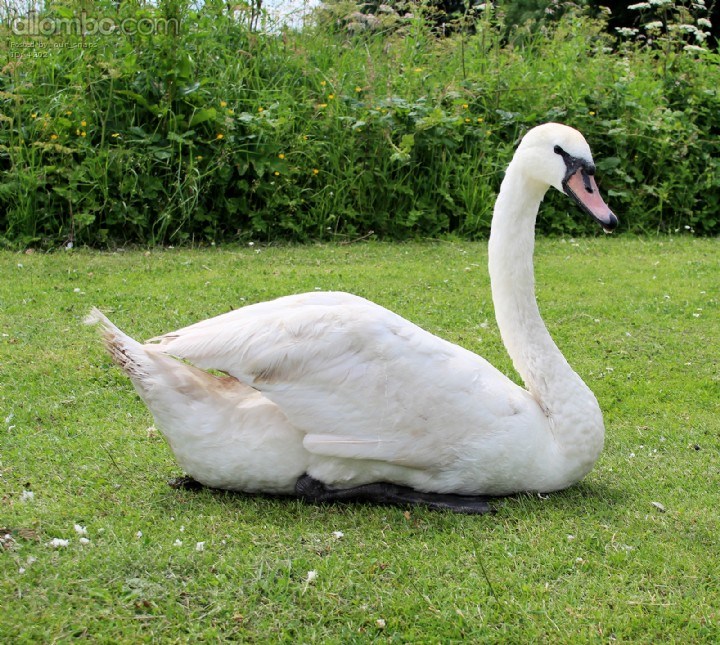 Swan