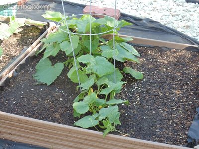 Cucumber and zucchini plants, I think they are growing :)