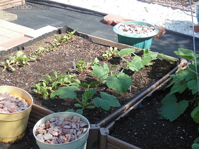 Summer Squash (the big leaves)  and Beetroots